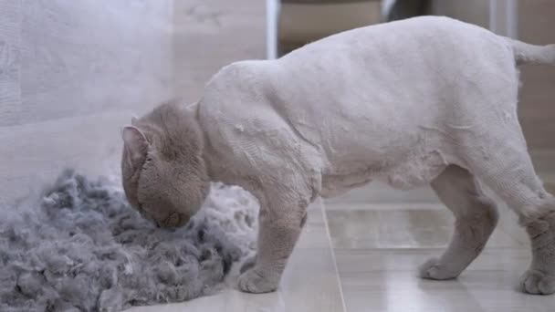 Corte, careca doméstico britânico cinza gato cheirando a lã de chão Shorn. 4K. — Vídeo de Stock