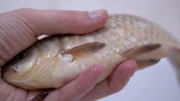 Τα χέρια του ψαρά κρατούν ένα μεγάλο ζωντανό κυπρίνο του ποταμού. 4K — Αρχείο Βίντεο