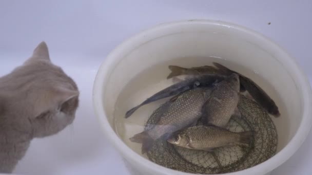 Sly British Home Cat regarde une carpe crucienne vivante, poisson dans un bol. 4K — Video