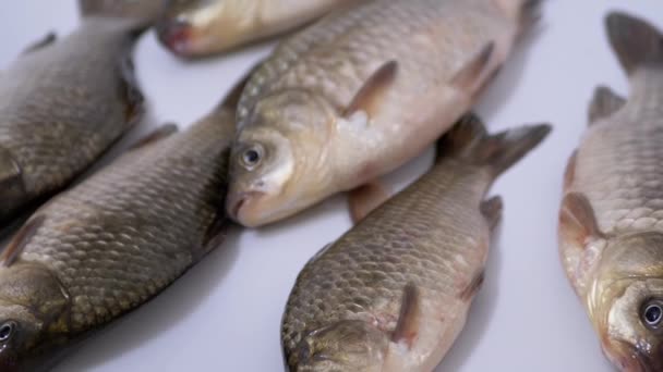 La carpe crucienne fraîche de poisson de rivière vivante repose dans l'évier. Zoom — Video
