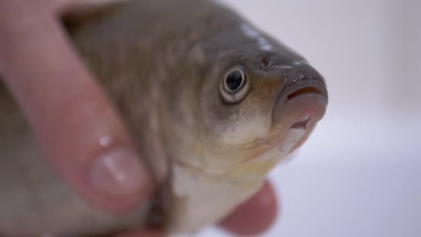 Fiskarhänder håller i en stor levande flodkryssare. 4K — Stockvideo