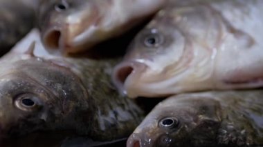 Taze Canlı Nehir Balığı Crucian Sazanı Lavaboda Yatıyor. Büyüt