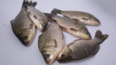 Taze Canlı Nehir Balığı Crucian Sazanı Lavaboda Yatıyor. Büyüt