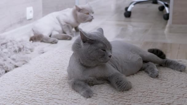 Två trimmade inhemska brittiska grå katter ligger på golvet med en hög med kattull — Stockvideo