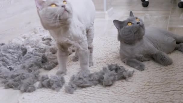 Dos Trimmed Home British Cats yacen en el suelo con una pila de piel desgarrada, lamiéndose mutuamente. — Vídeos de Stock