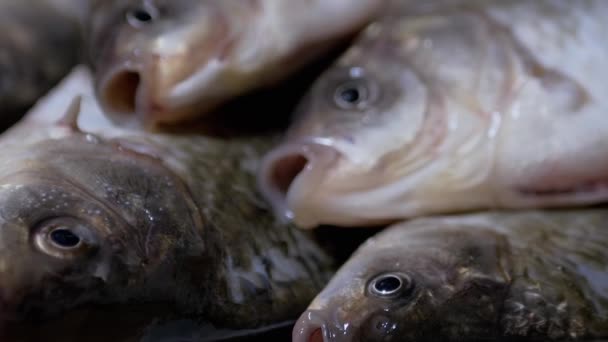 Fresh Live River Fish Crucian Carp se encuentra en el fregadero. Zoom: — Vídeo de stock