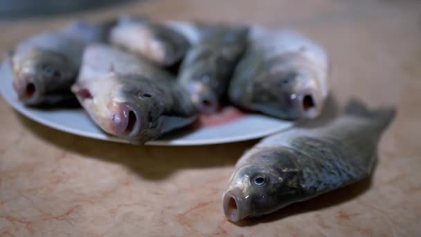 Fresh River Fish Crucian Carp ligt op het bord van de schotel. 4K — Stockvideo