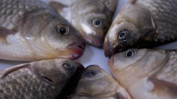 新鮮なライブ川魚クリスチャンカープはシンクに横たわっています。ズーム — ストック動画