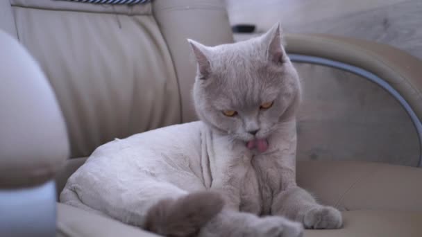 Gray britský domácí kočka sedí v křesle, olizuje vlna s jazykem po sestřihu — Stock video