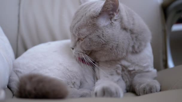 Gato casero británico gris se sienta en una silla, lame lana con lengua después de un corte de pelo — Vídeos de Stock