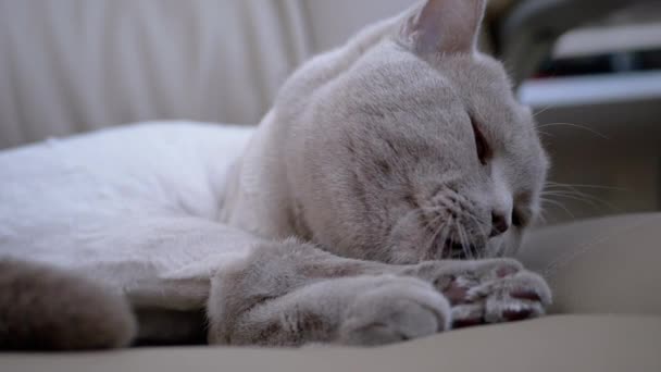 Gato casero británico gris se sienta en una silla, lame lana con lengua después de un corte de pelo — Vídeos de Stock