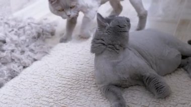 Uçsuz bucaksız bir İngiliz Kedisi 'nden Yün Döşeme' ye atlamak. 4K