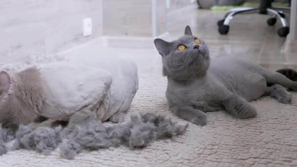 Dos gatos grises británicos domésticos recortados yacen en el suelo con una pila de lana de gato — Vídeos de Stock