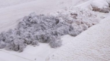 Kedi tıraşlandıktan sonra kedi kılı yığını yerde yatıyor. 4K