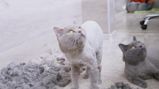 Twee Britse grijze katten op de vloer met een stapel kattenwol — Stockvideo