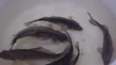 Canlı Crucian Sazanı Kasede Yüzüyor. Büyüt