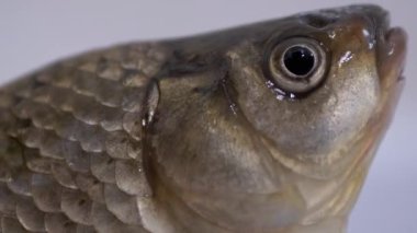 Ağzı açık, Büyük Canlı Crucian Sazanı. Büyüt