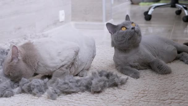 Dos gatos grises británicos domésticos recortados yacen en el suelo con una pila de lana de gato — Vídeo de stock