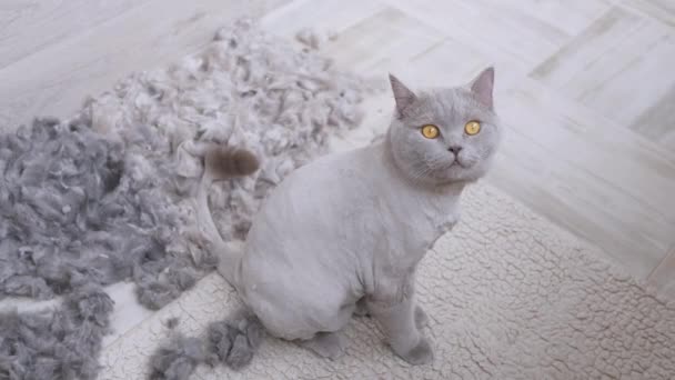 Trimmed, Bald, Domestic British Grey Cat Sits on Floor with a Pile of Shorn Fur — 비디오