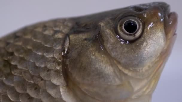 Large Live River Crucian Carp with an Open Mouth. Zoom — Stock Video