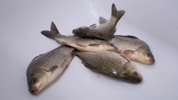 Fresh Live River Fish Crucian Carp encontra-se no dissipador. Zoom — Vídeo de Stock