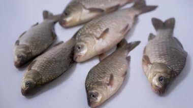 Taze Canlı Nehir Balığı Crucian Sazanı Lavaboda Yatıyor. 4K