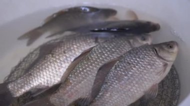 Canlı Crucian Sazanı Kasede Yüzüyor. 4K.