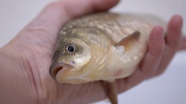 Mãos de Pescador estão segurando um grande rio vivo Crucian Carp. 4K — Vídeo de Stock