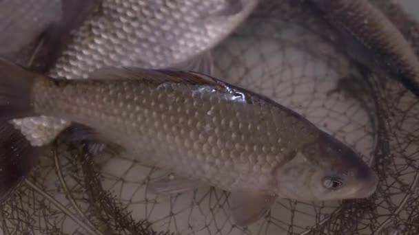 Carpe crucienne fraîche de rivière vivante nage dans un bol. 4K. — Video