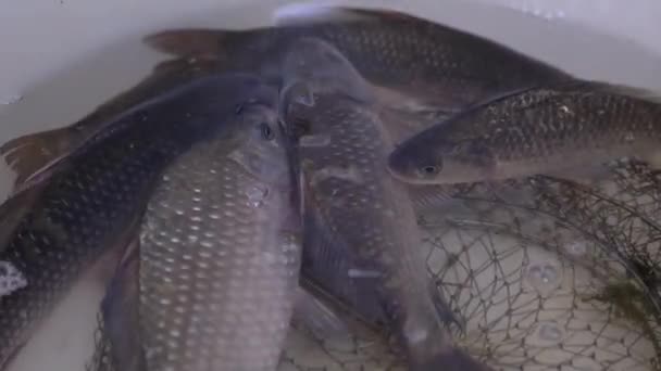 Fresh Live River Crucian Carp Swims em uma tigela. 4K. — Vídeo de Stock