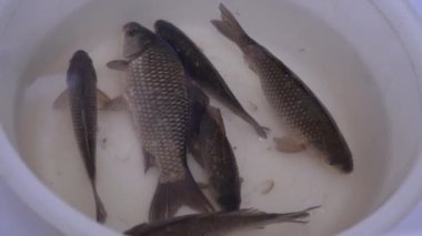 Canlı Crucian Sazanı Kasede Yüzüyor. 4K