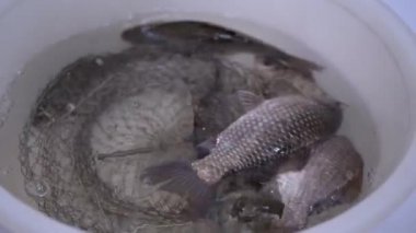 Canlı Crucian Sazanı Kasede Yüzüyor. 4K