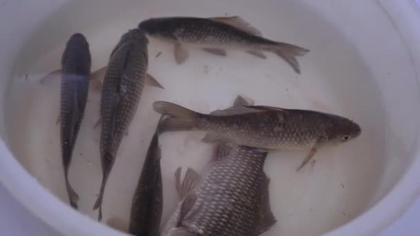 Frische lebende Flusskarauschen schwimmen in einer Schüssel. 4K — Stockvideo