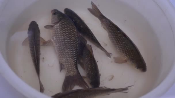 Fresh Live River Crucian Carp Swims em uma tigela. 4K — Vídeo de Stock