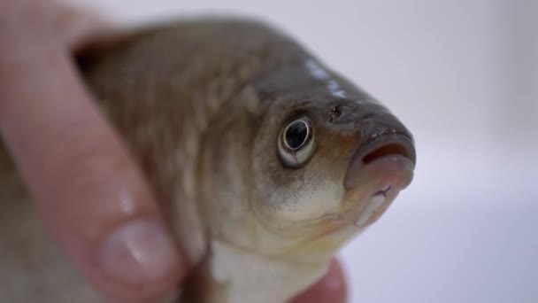 Vissershanden houden een grote Live River Crucian Carp vast. 4K — Stockvideo