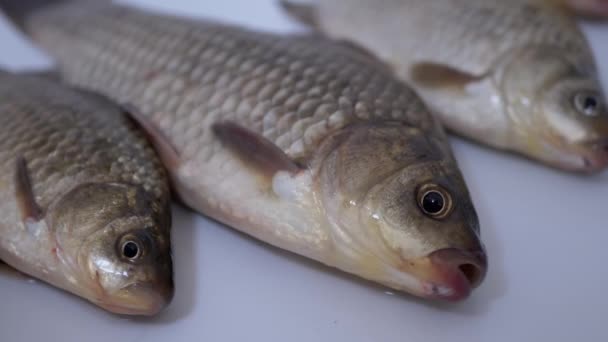 Fresh Live River Fish Crucian Carp se encuentra en el fregadero. 4K — Vídeo de stock