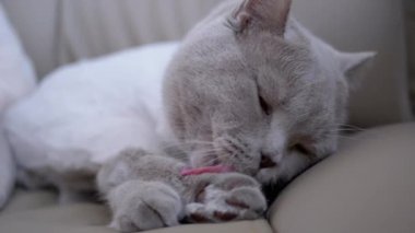 Gri İngiliz Ev Kedisi Bir Sandalyede Oturuyor, Saç tıraşından sonra Dilli Yün Yalıyor