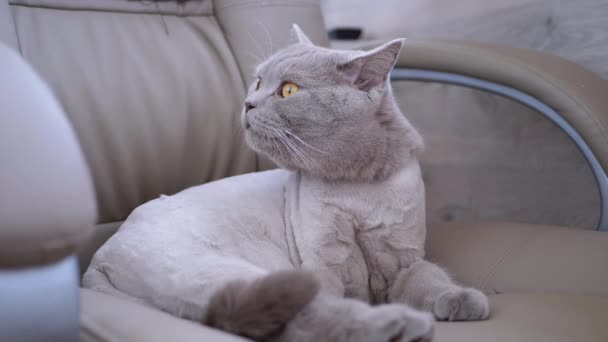 Gris recortado gato británico sentado en una silla, mirando a su alrededor. En cámara lenta.. — Vídeos de Stock
