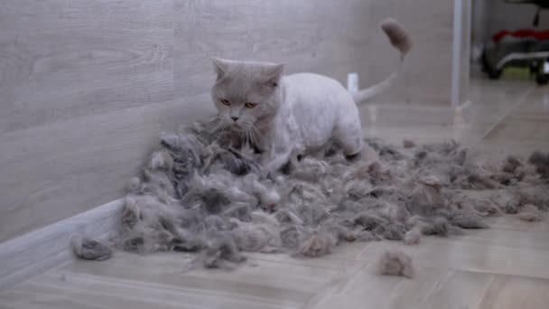 灰蒙蒙的英国家庭猫在羊毛堆中从高处跳到地板上 — 图库视频影像