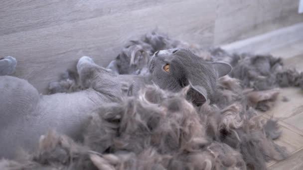 Gray British Home Cat è sdraiato sul pavimento in un mucchio di lana Shorn. Rallentatore — Video Stock