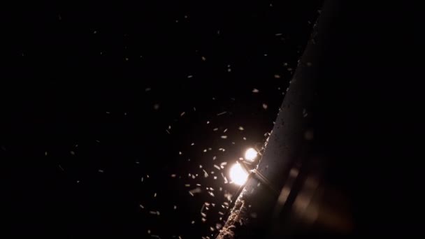 Ιπτάμενα Μιντζ, κουνούπια στο δρόμο Λάμπες τη νύχτα. 4K — Αρχείο Βίντεο