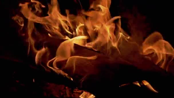 Night Bright Bonfire Burns in Forest. Přiblížení — Stock video