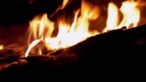 Noite queima fogueira brilhante na floresta de pinheiros. 4K — Vídeo de Stock