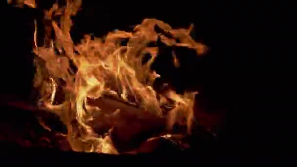 Night Bright Bonfire Burns in Pine Forest. 4K — Stock video