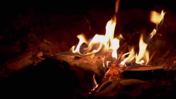 パインフォレスト内の夜にたき火を燃焼。ズーム。スローモーション — ストック動画