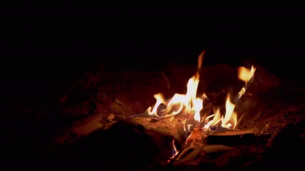 Płonące ognisko w nocy w lesie sosnowym. 4K. Zwolniony ruch — Wideo stockowe
