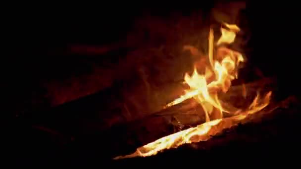 森の中の夜の明るいたき火のバーンズ。4K — ストック動画