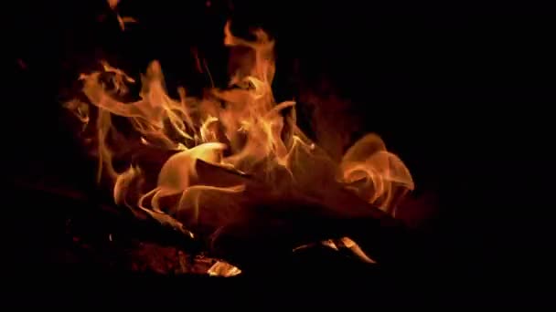 Brucia il fuoco notturno nella foresta. 4K — Video Stock