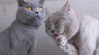 İskoç Gri Safkan Kedi Yıkama, Dilli Pençe Yalama. 4K