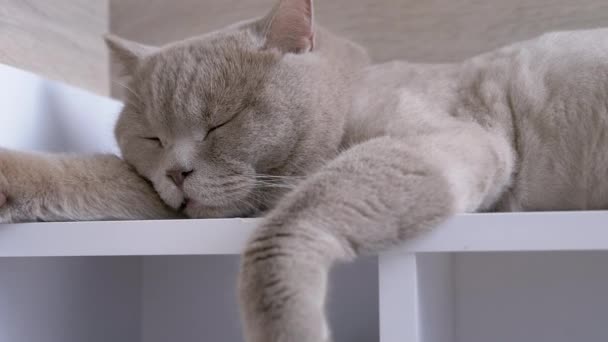 Мощные лапы серого домашнего британского кота, спящего на полке. 4K — стоковое видео